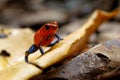 Blue-jeans Frog or Strawberry Poison-dart Frog Royalty Free Stock Photo