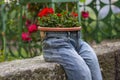 Blue jeans planter with Pelargonium Peltatum red scarlet flowers. Vintage garden decoration Royalty Free Stock Photo