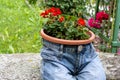 Blue jeans planter with Pelargonium Peltatum red scarlet flowers. Vintage garden decoration Royalty Free Stock Photo