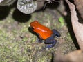 Blue Jeans, Poison Dart Frog