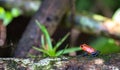 Blue jeans poison dart frog Oophaga pumilio Royalty Free Stock Photo