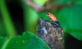 Blue jeans poison dart frog Oophaga pumilio Royalty Free Stock Photo