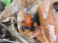 Blue jeans poison dart frog Oophaga pumilio Royalty Free Stock Photo