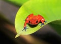 Blue jeans or strawberry dart frog,costa rica Royalty Free Stock Photo