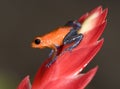 Blue jeans or strawberry poison dart frog