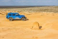 Blue Jeep Wrangler Rubicon Unlimited at desert sand dunes Royalty Free Stock Photo