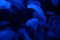 Blue jelly fish in dark water