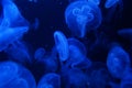 Blue jelly fish in dark water Royalty Free Stock Photo