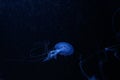 Blue jelly fish in dark water Royalty Free Stock Photo