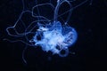 Blue jelly fish in dark water Royalty Free Stock Photo