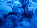 Blue jelly fish in dark water Royalty Free Stock Photo