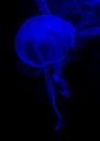 Blue jelly fish