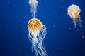 Blue jelly fish in dark water Royalty Free Stock Photo