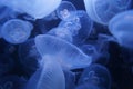 Blue jelly fish in dark water Royalty Free Stock Photo