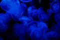 Blue jelly fish in dark water Royalty Free Stock Photo