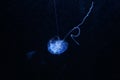 Blue jelly fish in dark water Royalty Free Stock Photo