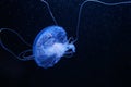 Blue jelly fish in dark water Royalty Free Stock Photo