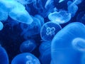 Blue jelly fish in dark water Royalty Free Stock Photo