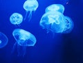 Blue jellyfish