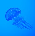Blue jellyfish Royalty Free Stock Photo