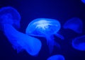 Blue jellyfish in aquarium