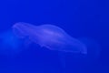 Blue jellyfish close-up on background with jellyfishes and copy space Royalty Free Stock Photo