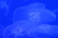 Blue jellyfish close-up on background with jellyfishes and copy space Royalty Free Stock Photo