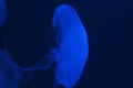 Blue jellyfish close up Royalty Free Stock Photo