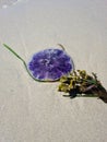 0280 Blue Jellyfish Cyanea lamarckii