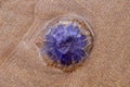 Blue jellyfish Cyanea lamarckii