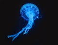 Blue Jellyfish in dark background, beautiful animal. Royalty Free Stock Photo
