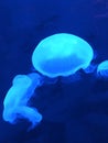 Blue Jellyfish floating in an aquarium Royalty Free Stock Photo