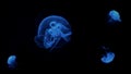Blue jellyfish floating underwater