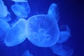 Blue Jellyfish at Genoa Aquarium