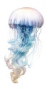 A blue jellyfish with grey tones, swimming against a white background Royalty Free Stock Photo