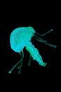 blue jellyfish isolated Royalty Free Stock Photo