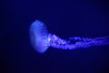 Blue jellyfish with long poisonous tentacles in dark water. Royalty Free Stock Photo