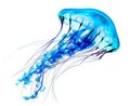 A blue jellyfish with long tentacles floats isolated from the white background Royalty Free Stock Photo