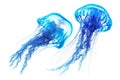 Blue jellyfish with long tentacles floats isolated from the white background Royalty Free Stock Photo