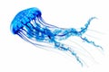 A blue jellyfish with long tentacles floats isolated from the white background Royalty Free Stock Photo