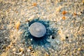 Blue jellyfish lying in beach sand