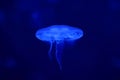 Blue jellyfish in the ocean Royalty Free Stock Photo