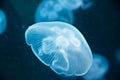 Blue jellyfish in sea underwater black background