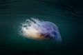 Cyanea lamarckii, blue jellyfish, bluefire jellyfish Royalty Free Stock Photo