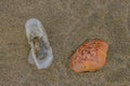 Blue jellyfish VELELLA sp. and crab shell, taken ashore by storm, on the shores of the Pacific Ocean