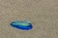 Blue jellyfish VELELLA sp., taken ashore by storm, on the shores of the Pacific Ocean in Olympic National Park, Washington, USA