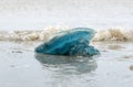 Blue jellyfish washed on beach Royalty Free Stock Photo