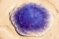 Blue jellyfish washed up on Normandy sand beach