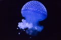 The blue jellyfish