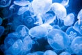 Blue jellyfishes background